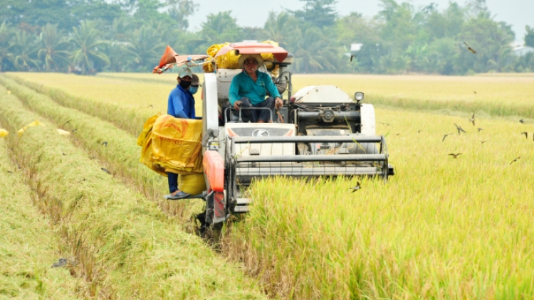 Chủ động sản xuất trước giá vật tư nông nghiệp tăng cao 