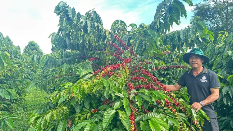 Gỡ nút thắt cho cà phê hữu cơ (24/04/2026)