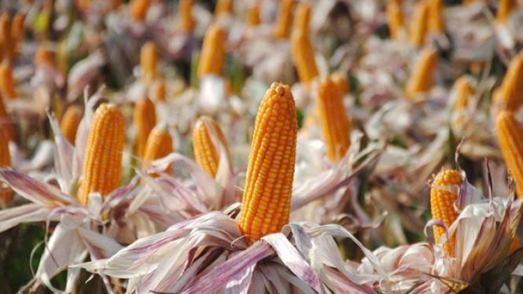 Nông dân hưởng lợi từ mô hình hợp tác cung ứng giống chất lượng cao