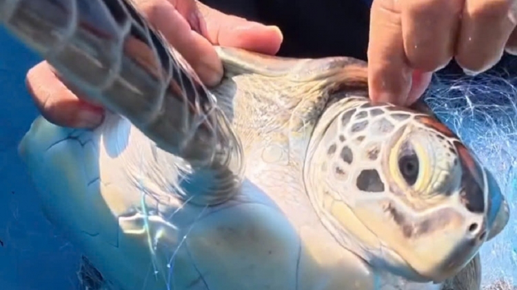 Một cá thể rùa biển quý hiếm mắc lưới đánh cá được thả về lại biển   
