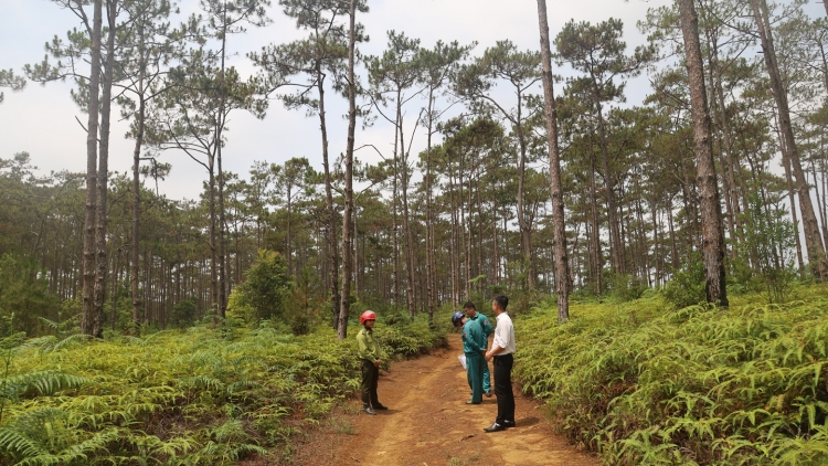 Gần 83 héc ta rừng ở Măng Đen chuyển mục đích sử dụng để làm khu đô thị