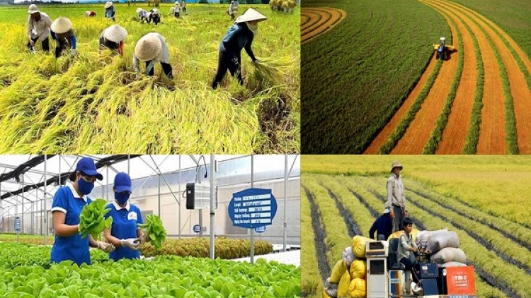 Phát triển chuỗi giá trị nông sản: Tạo đà cho nông nghiệp bền vững (15/05/2026)