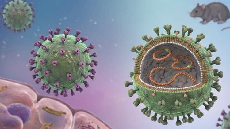 Cảnh giác nguy cơ nhiễm virus Hanta từ thực phẩm bị chuột xâm nhập