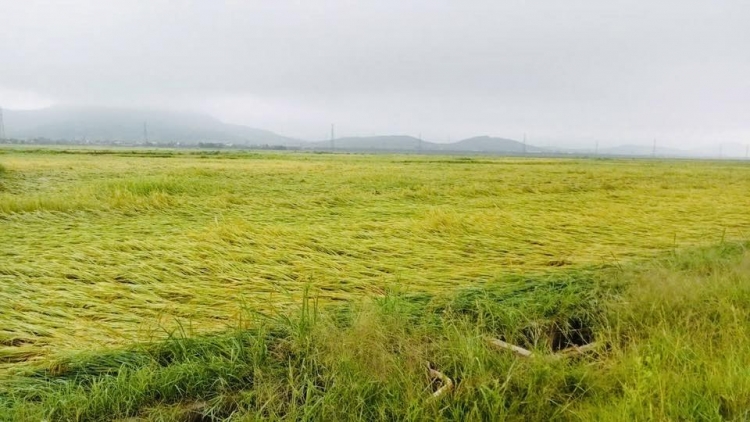 Hà Tĩnh: Gần 6.000 ha lúa Xuân đổ, ngã do dông lốc, mưa đá