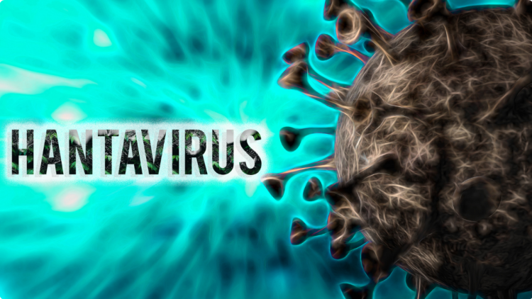 WHO: Nguy cơ lây nhiễm hantavirus trong cộng đồng ở mức thấp