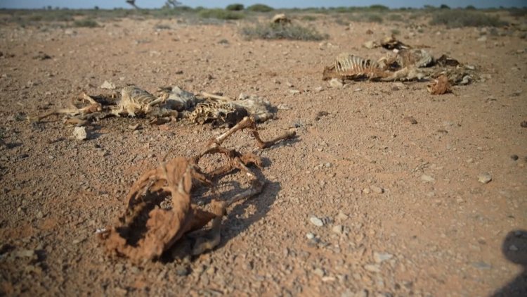 Nạn đói bủa vây Somalia