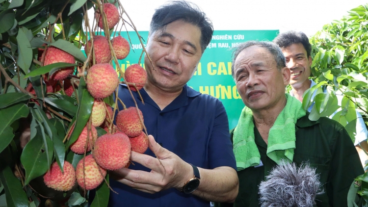 Giữ thương hiệu trái vải bằng "con đường" VietGAP