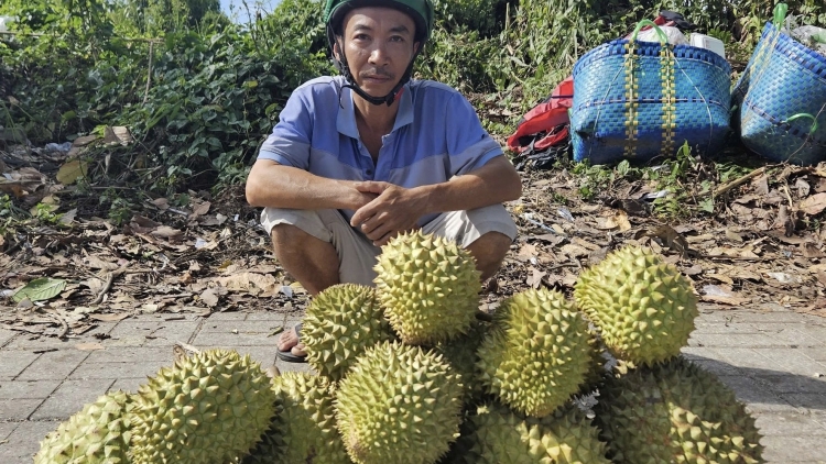 ĐBSCL: Nông dân trồng sầu riêng mang nỗi sầu chung