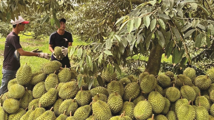 Thời sự 12h 9/5/2026: Hàng loạt lô sầu riêng có nguy cơ chậm thông quan do ùn ứ kiểm nghiệm