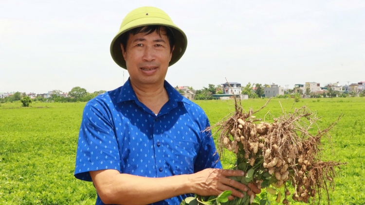 Từ giống mới đến cánh đồng hàng hoá