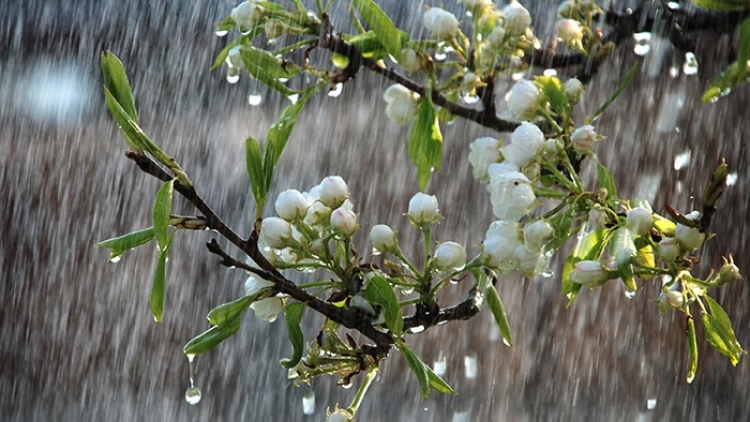 Dự báo thời tiết ngày 29/5/2026: Bắc Bộ mưa dông rải rác, Trung Bộ thu hẹp nắng nóng