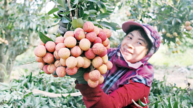 Nông nghiệp Bắc Ninh: Kỳ vọng vào sự bứt phá từ Nghị quyết 127