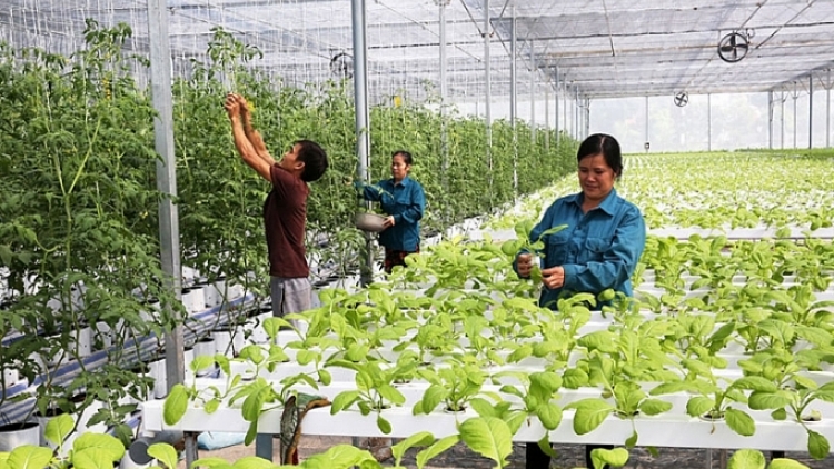 Hà Nội đẩy mạnh chiến lược tăng trưởng nông nghiệp theo hướng hiện đại, bền vững