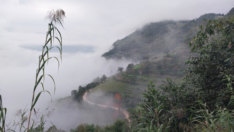 Tuyên Quang: Phát triển rừng gắn với dự án tín chỉ carbon