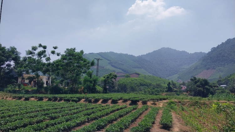 Thái Nguyên: Phát triển kinh tế vùng đồng bào dân tộc miền núi