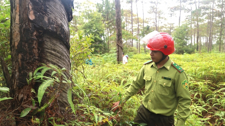 Phát triển lâm nghiệp bền vững