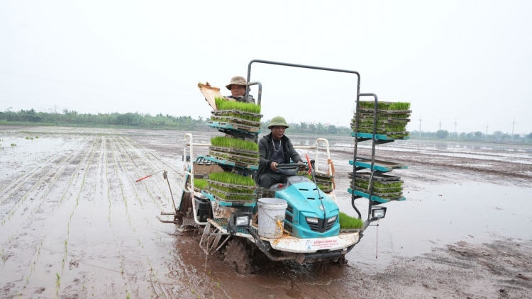 Hà Nội chủ động sản xuất vụ mùa trước nguy cơ nắng nóng, thiếu nước