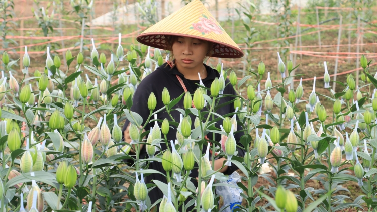  Khuyến nông Hà Nội đẩy mạnh giải pháp nâng cao năng suất cây trồng, vật nuôi