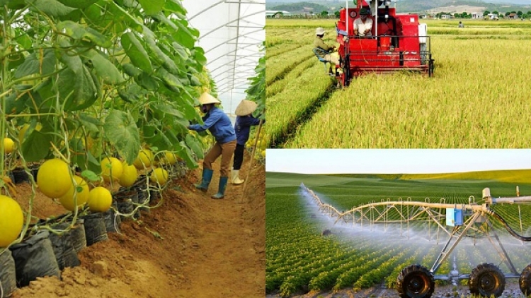 Doanh nghiệp xuất khẩu nông sản chủ động thích ứng với thị trường ( 23/6)