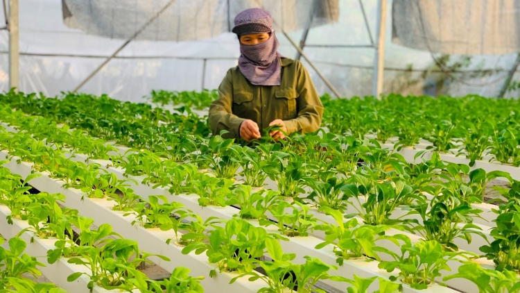 Hà Nội phát triển vùng rau an toàn, truy xuất nguồn gốc theo hướng hiện đại