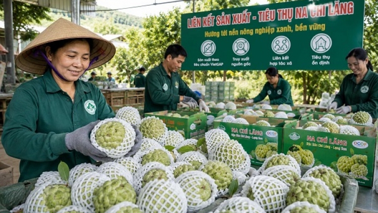 Nâng giá trị nông sản từ liên kết chuỗi (03/07/2026)
