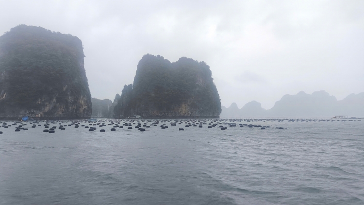 Quảng Ninh và bài toán phát triển nuôi trồng hải sản bền vững