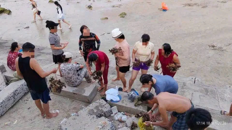Phá san hô Hòn Chồng: Hồi chuông về ý thức và quản lý