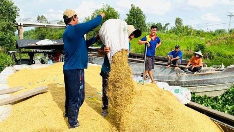 Sản xuất lúa gạo: Giữ vị thế bằng chất lượng 