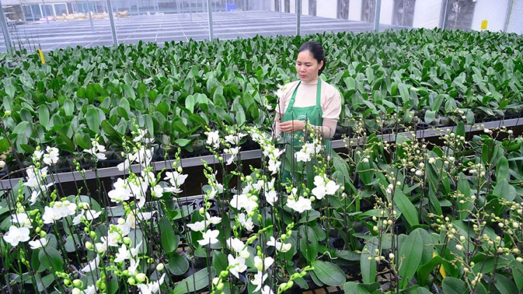 Luật Thủ đô: Lực đẩy đưa nông nghiệp Hà Nội vươn tầm