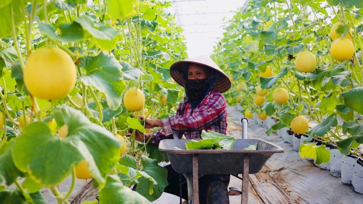 Hà Nội: Nâng chất nông nghiệp đô thị