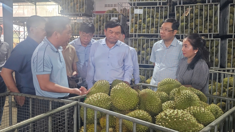 Gỡ nút thắt mã vùng trồng, nâng chuẩn xuất khẩu sầu riêng 