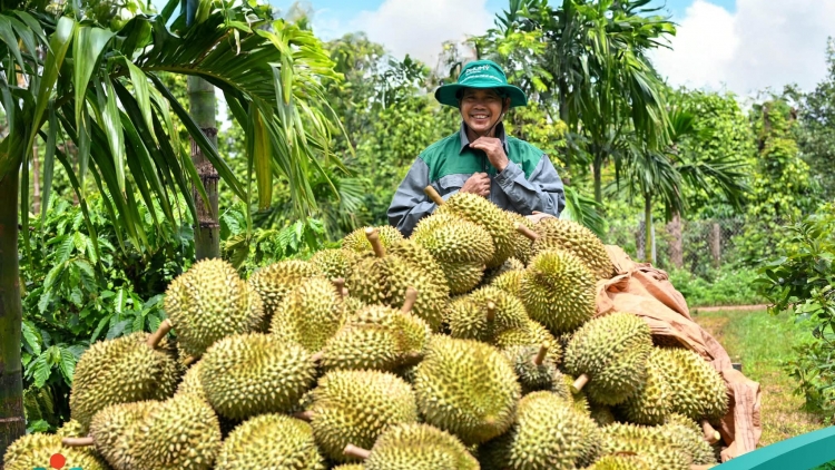 Phú Mỹ tạo dấu ấn đậm nét tại Lễ hội Sầu riêng Đắk Lắk 2026