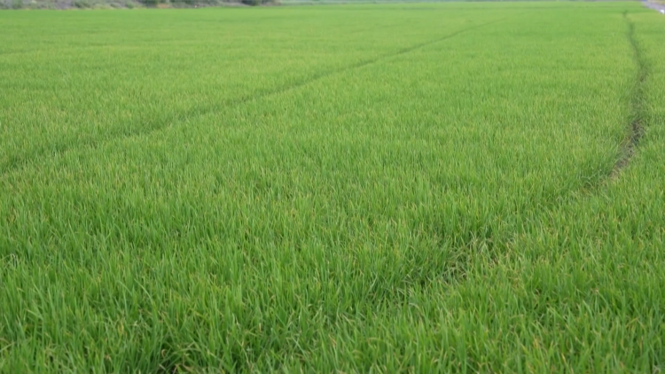“Siêu El Nino” đe dọa mùa màng lúa gạo và an ninh lương thực của Thái Lan