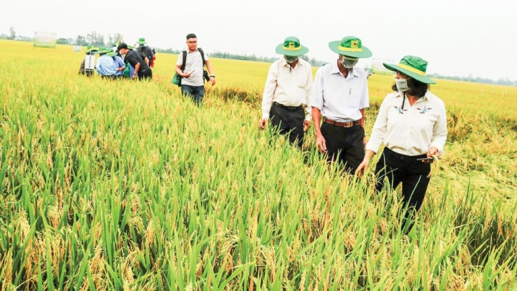 Từ hạt gạo nuôi dân đến nông sản vươn ra thế giới ( 28/08/2026)
