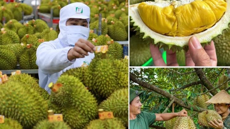 Thời sự 18h 16/08/2026: Không mở rộng diện tích sầu riêng; tập trung nâng cao năng suất, chất lượng