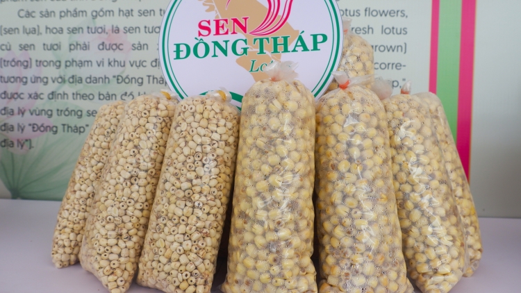 Sen Đồng Tháp – Từ biểu tượng văn hóa đến động lực phát triển