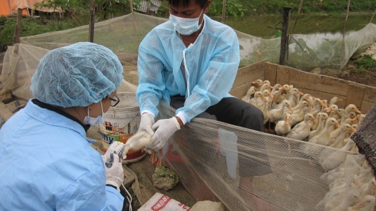 Hà Nội tăng cường quản lý thú y, bảo đảm an toàn dịch bệnh trong chăn nuôi 