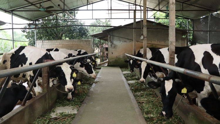 Hà Nội thúc đẩy phát triển chăn nuôi theo hướng an toàn, bền vững