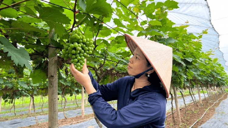 Hà Nội bảo vệ môi trường gắn với phát triển nông nghiệp xanh