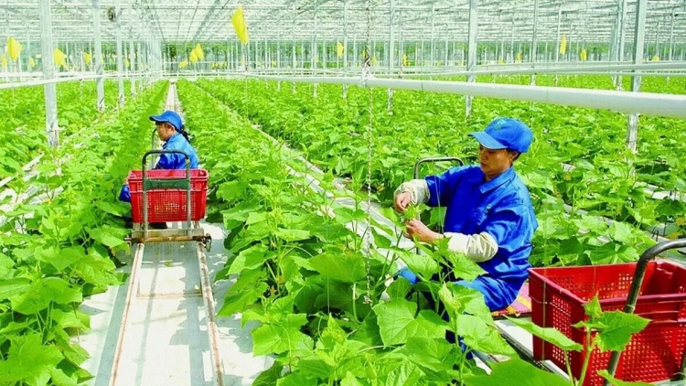 Hà Nội tạo động lực mới phát triển nông nghiệp, nông thôn 