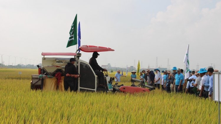Ninh Bình: canh tác lúa hiệu quả cao, xanh và bền vững