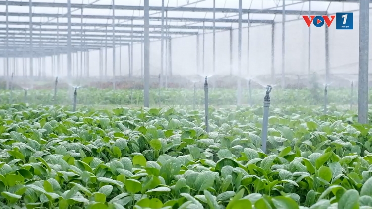 Hải Phòng phát triển nông nghiệp xanh, nâng cao giá trị nông sản