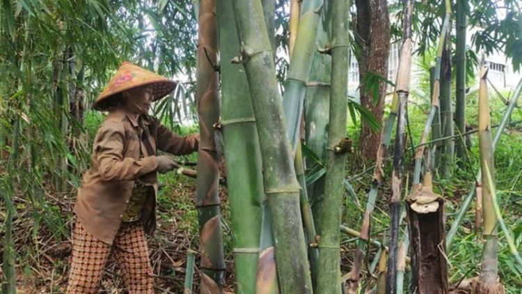 "Đánh thức" tiềm năng nông nghiệp xanh, kinh tế xanh từ cây tre 