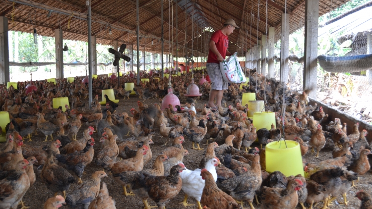 Chăn nuôi Đồng Nai nói không với chất cấm (23/12/2015)