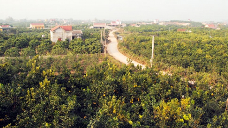 Lục Ngạn, Bắc Giang định hướng phát triển bền vững vùng cây ăn trái (27/12/2015)