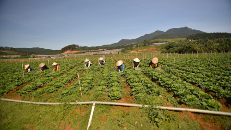 Liên kết sản xuất thích ứng với thị trường (11/12/2015)