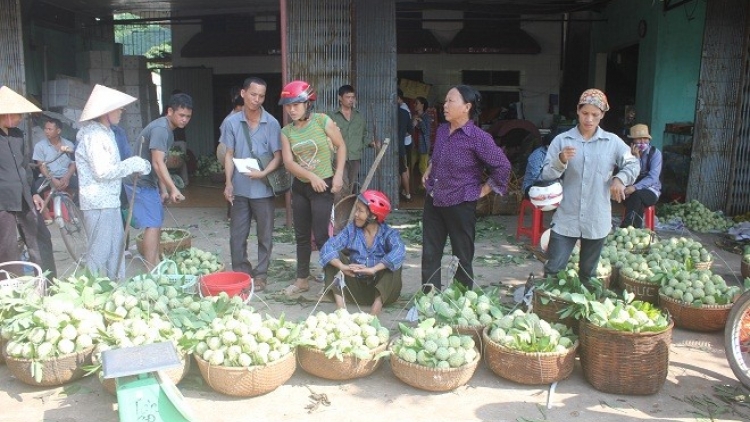 Tỉnh Lạng Sơn nỗ lực tìm đầu ra cho nông sản (12/1/2016)