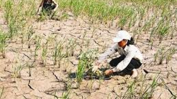 Sinh kế thích ứng với biến đổi khí hậu ở Việt Nam (4/1/2016)