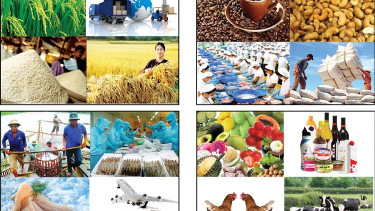 Việc kết nối vận chuyển hàng hóa, nông sản từ nơi sản xuất đến
nơi tiêu thụ còn trở ngại, đẩy chi phí, giá thành đội lên cao (Thời sự trưa 11/12/2015)