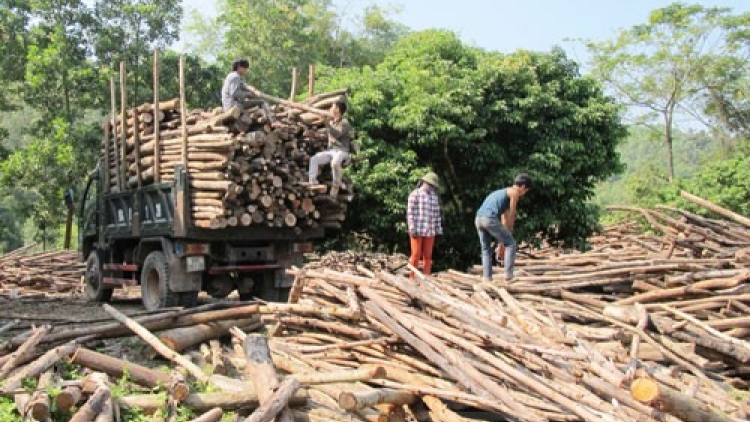 Phát triển kinh tế lâm nghiệp: Gắn với vùng nguyên liệu chế biến gỗ (20/2/2016)